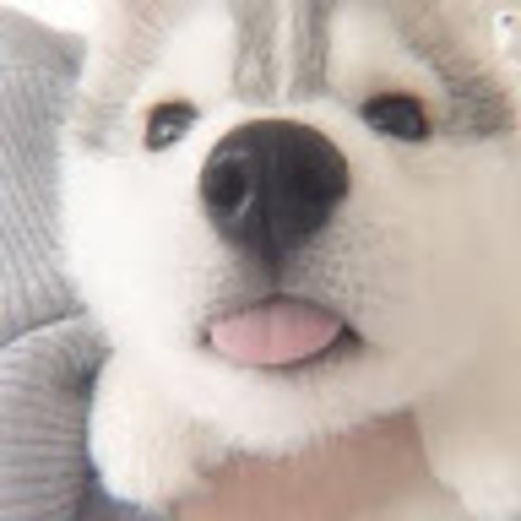 Meet your Posher, Nyaliz - Picture 1 of 1